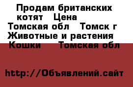 Продам британских котят › Цена ­ 1 000 - Томская обл., Томск г. Животные и растения » Кошки   . Томская обл.